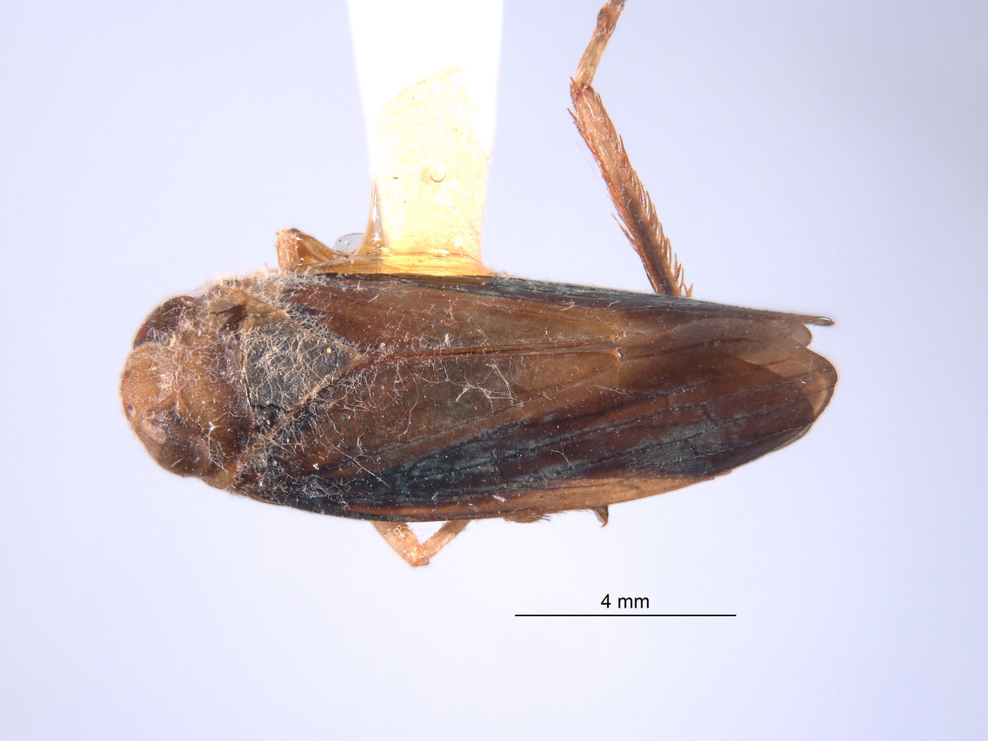 Perulidia crista image