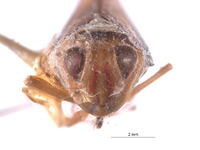 Perulidia crista image