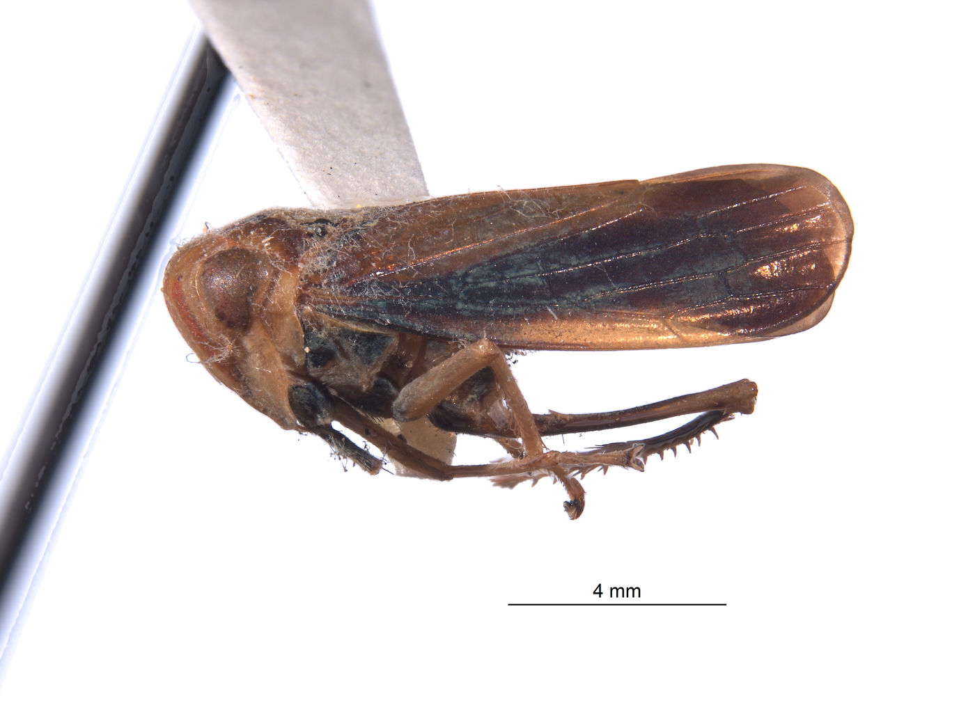Perulidia image