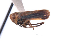 Perulidia crista image