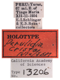 Perulidia crista image