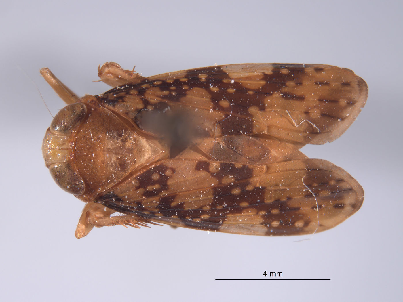 Plapigella image