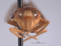 Plapigella persoluta image