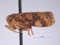 Plapigella persoluta image