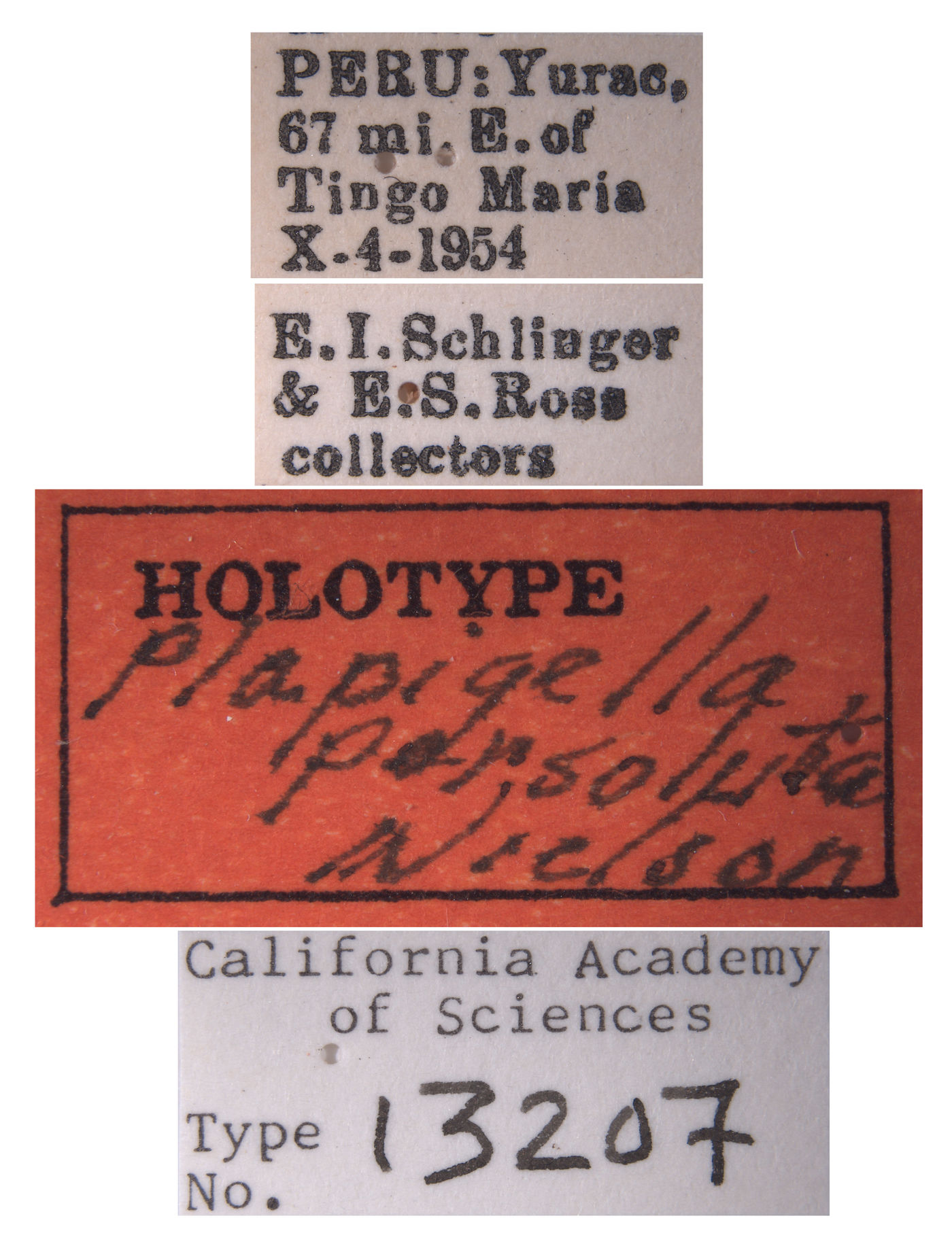 Plapigella persoluta image