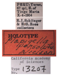 Plapigella persoluta image