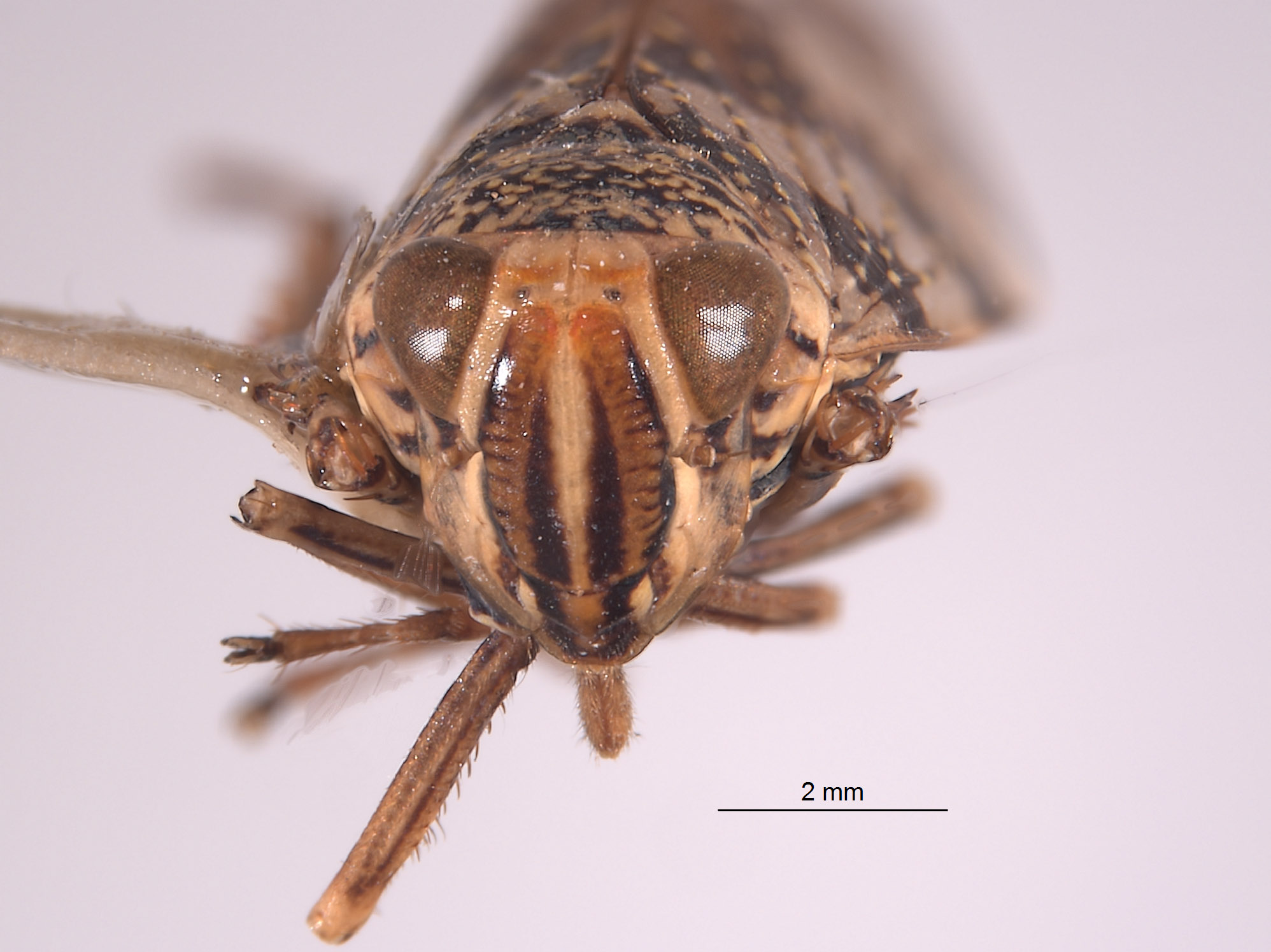 Stalolidia linnavuorii image