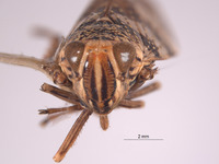 Stalolidia linnavuorii image