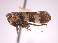 Stalolidia linnavuorii image