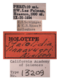 Stalolidia linnavuorii image