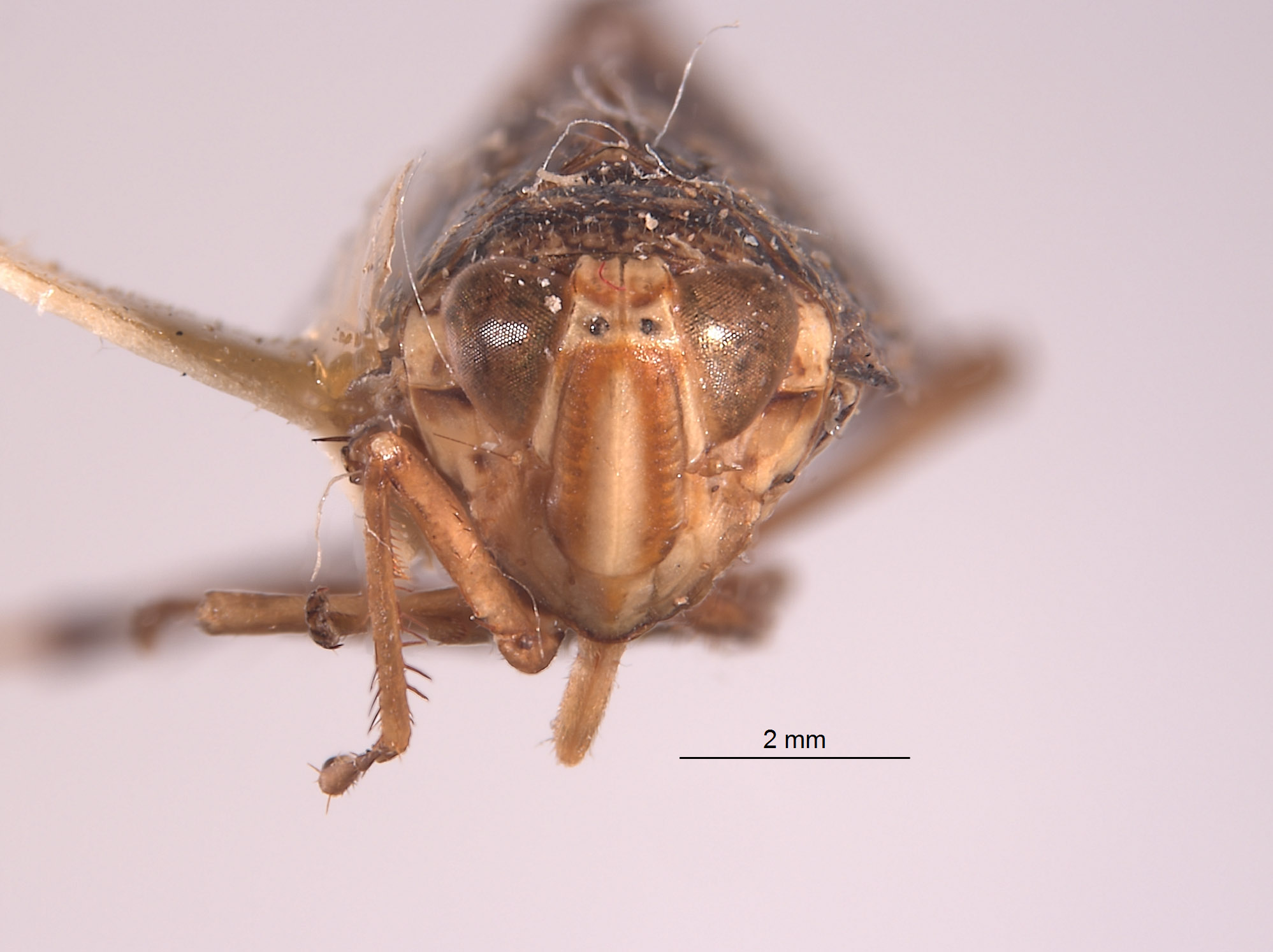 Vernobia image
