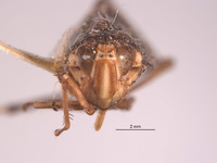 Vernobia johnsoni image