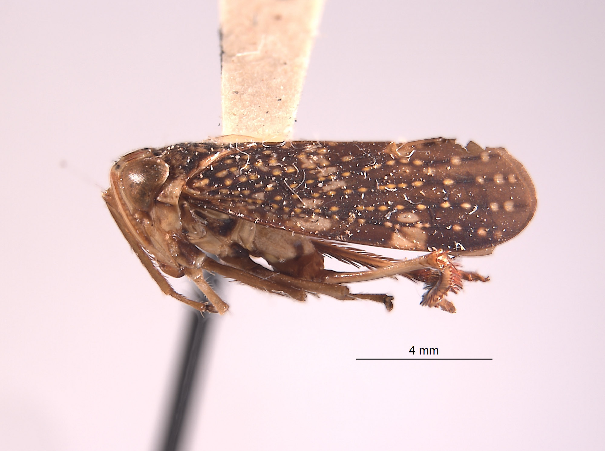 Vernobia johnsoni image