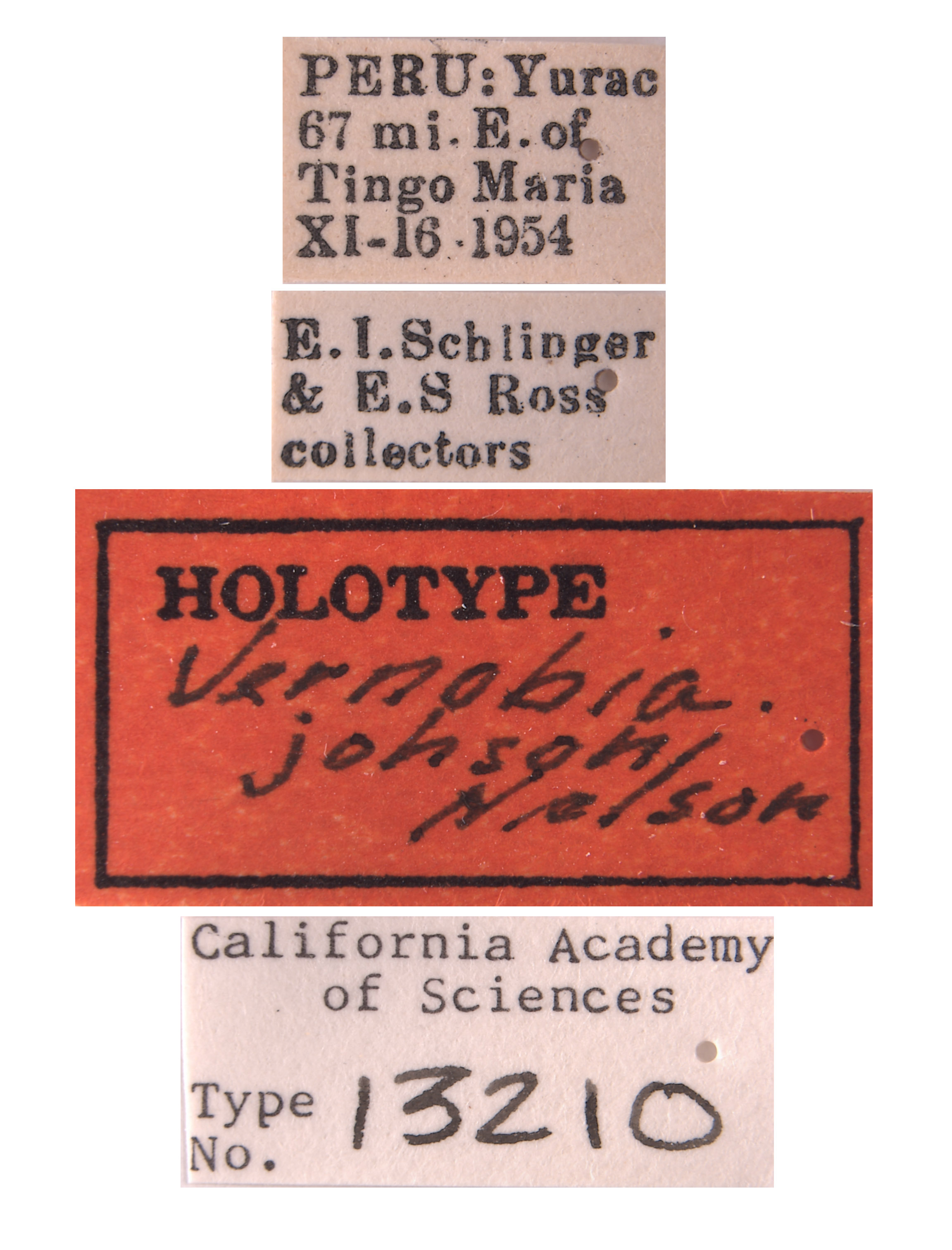 Vernobia johnsoni image