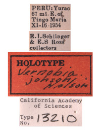 Vernobia johnsoni image