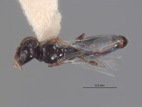 Ammoplanops powelli image