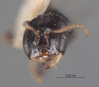 Ammoplanops powelli image