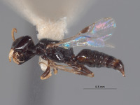 Ammoplanops powelli image