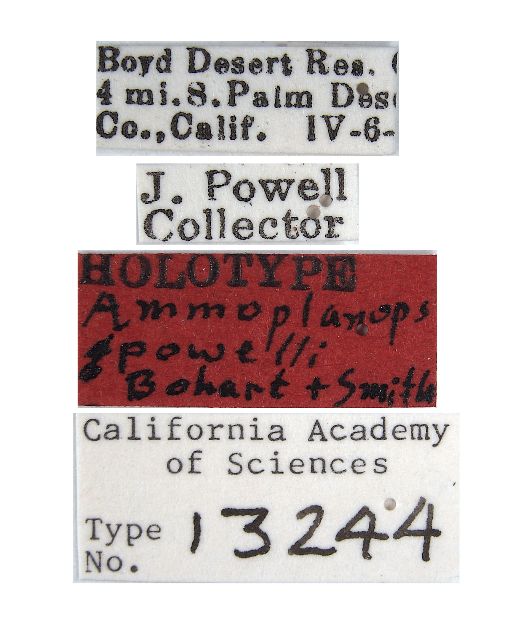 Ammoplanops powelli image