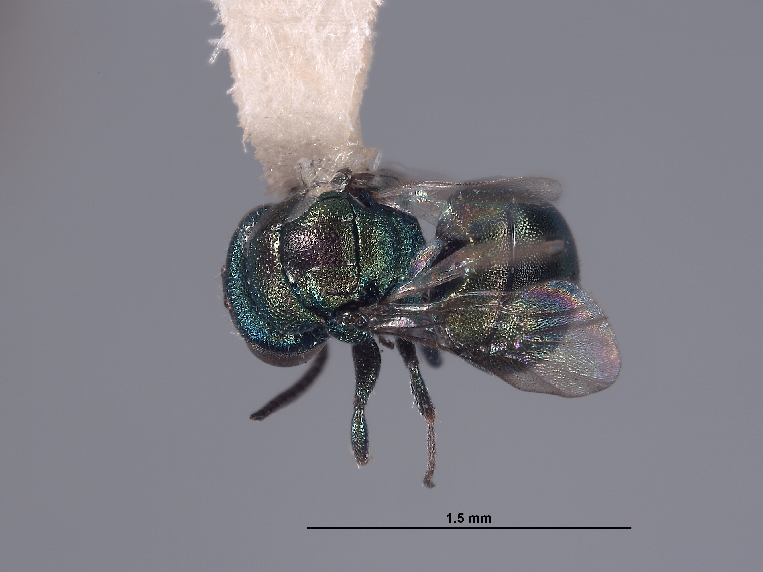 Hedychridium cornutum image