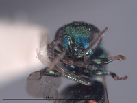 Hedychridium cornutum image