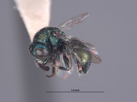 Hedychridium cornutum image