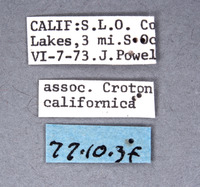 Hedychridium cornutum image