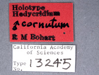 Hedychridium cornutum image