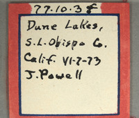 Hedychridium cornutum image