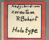 Hedychridium cornutum image