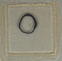 Hedychridium cornutum image