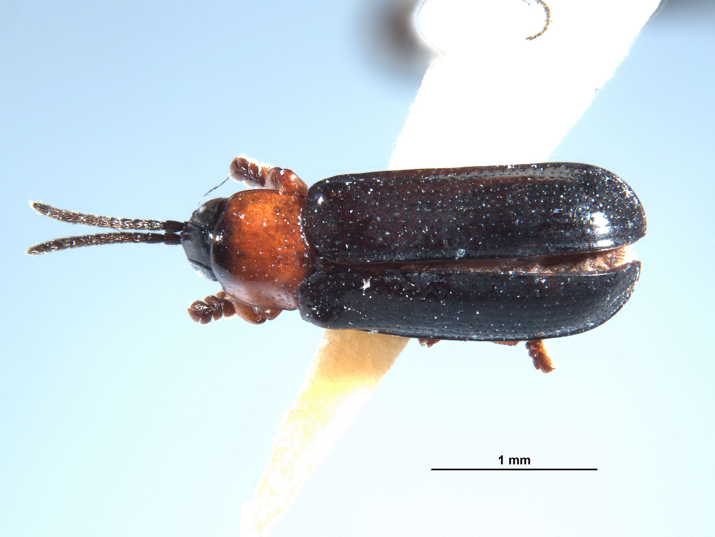 Callispa angusta image