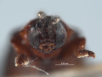 Callispa angusta image