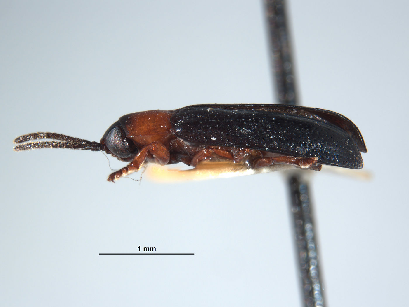 Callispa angusta image