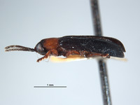 Callispa angusta image
