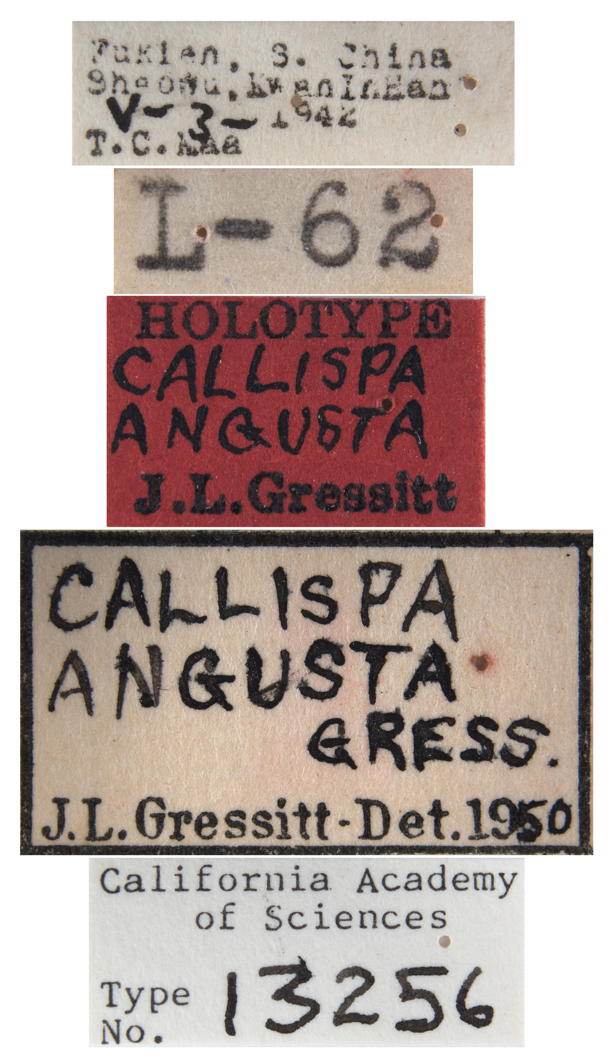 Callispa angusta image