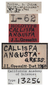Callispa angusta image