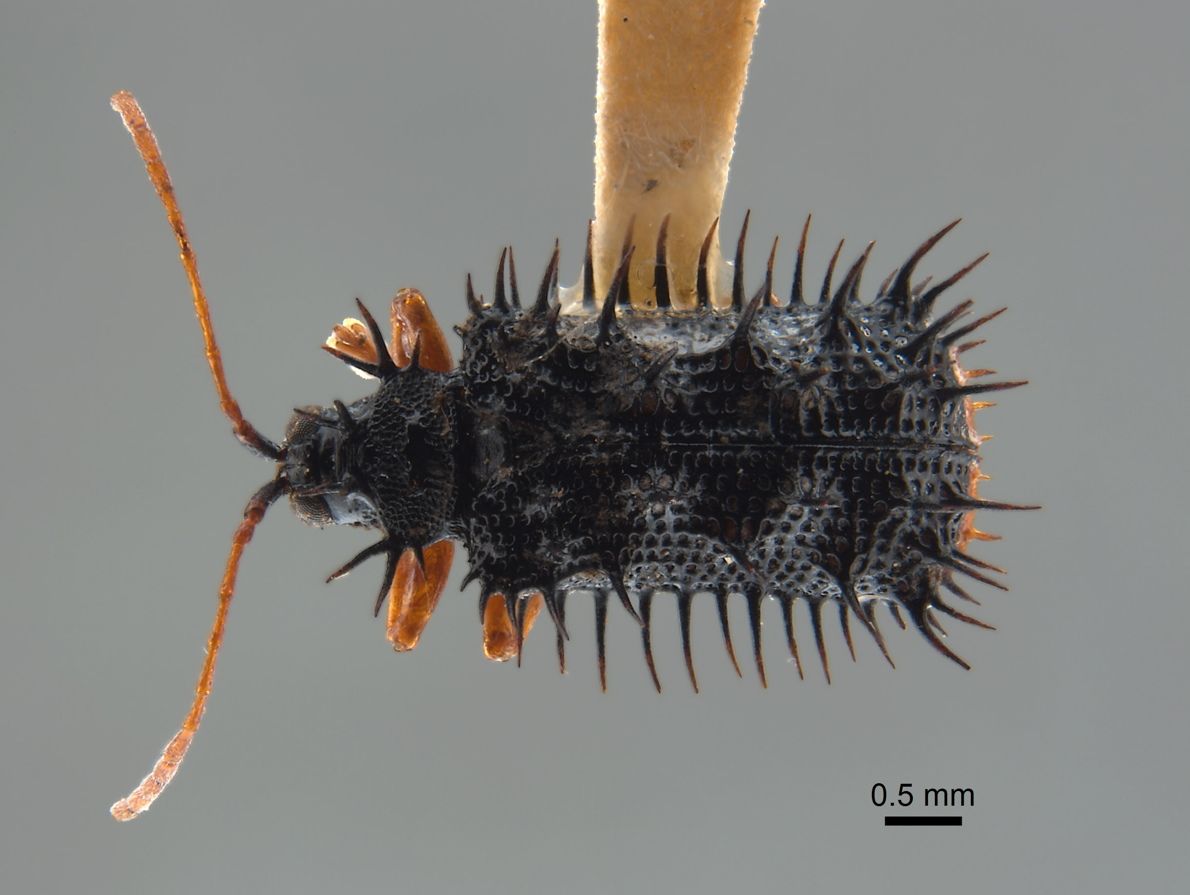 Dactylispa superspinosa image