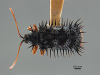 Dactylispa superspinosa image