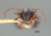 Dactylispa superspinosa image