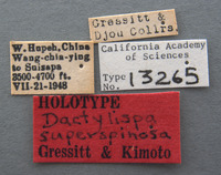 Dactylispa superspinosa image