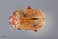 Image of Gallerucida lutea