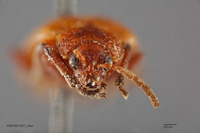 Gallerucida lutea image