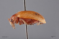 Gallerucida lutea image