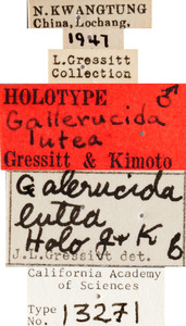 Gallerucida lutea image