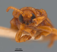Micrispa pellucida image