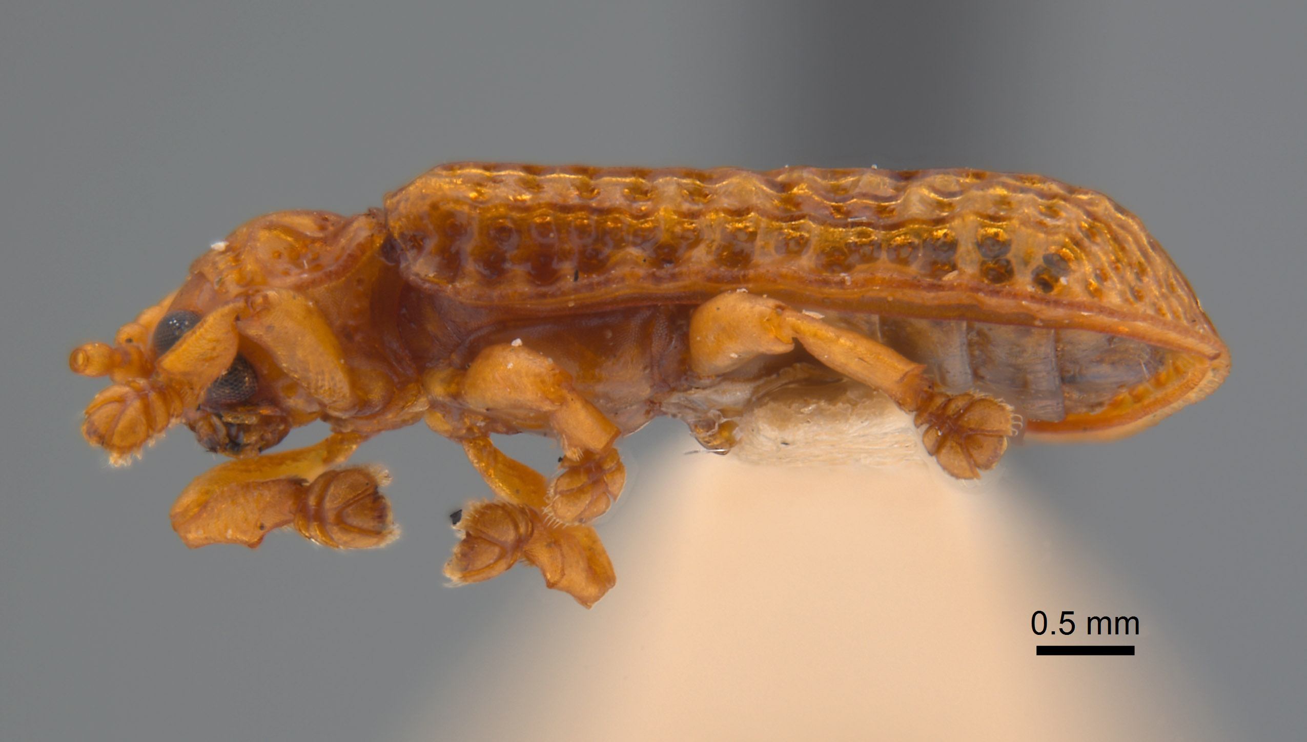 Micrispa image