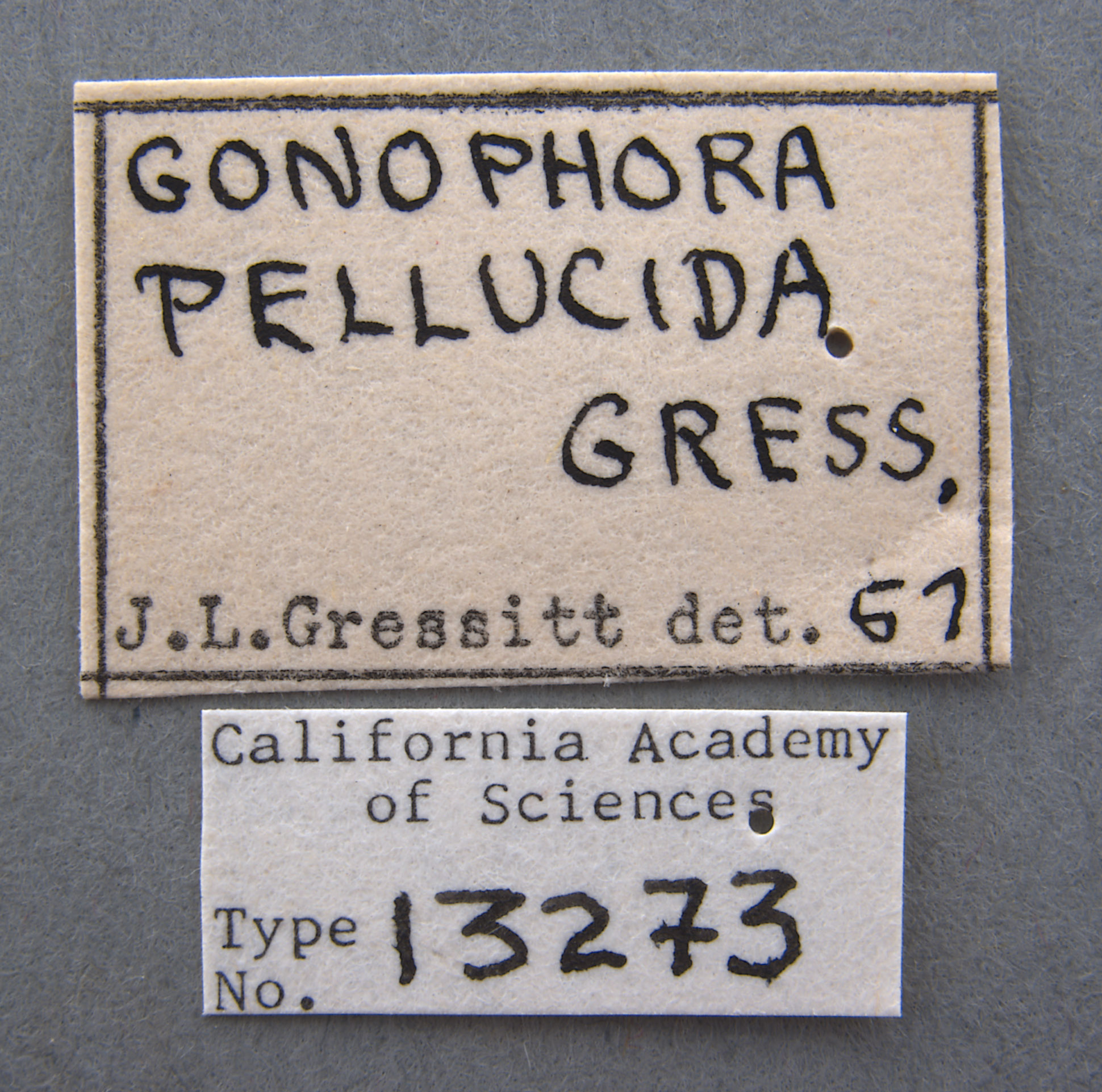 Micrispa pellucida image