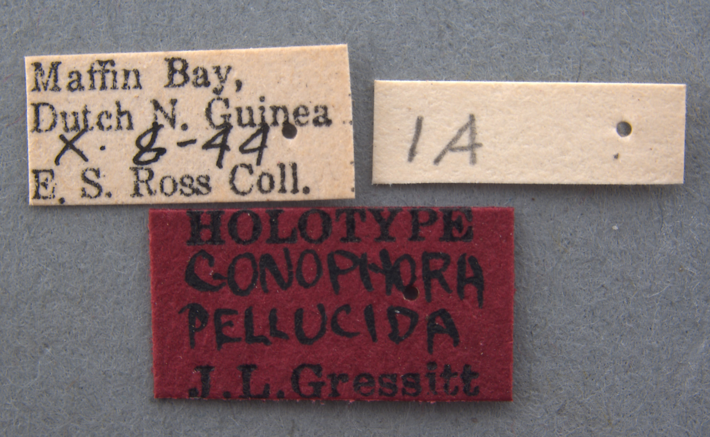 Micrispa pellucida image