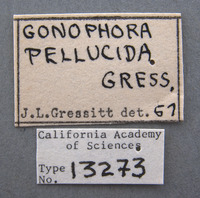 Micrispa pellucida image